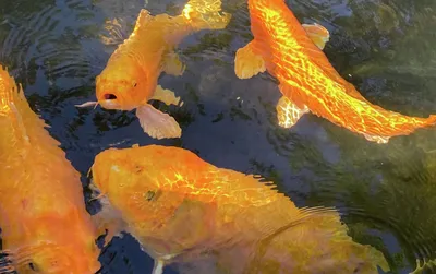 Гигантские золотые рыбки вызвали беспокойство в США | Пикабу