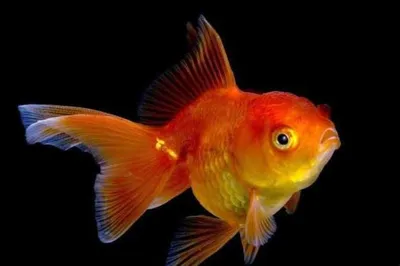 Золотые рыбки завоевывают сердца людей - Полезные статьи - «Аквариумы  Новосибирска» - интернет-магазин по продаже рыб, акариумов и аксессуаров к  ним