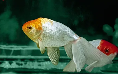 BB.lv: Золотые рыбки помнят лишь три секунды своей жизни: правда или миф