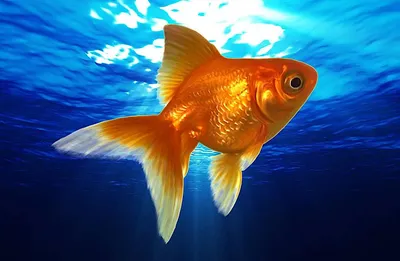 Золотые рыбки 80стр купить в Киеве, Харькове и Украине