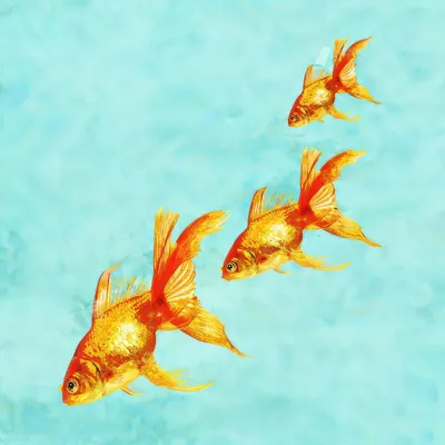 Золотые рыбки: как избежать пошлости? | Аквариумы АкваБлеск