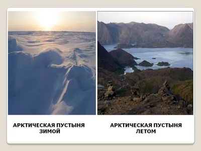 климатический пояс арктических пустынь - Школьные Знания.com
