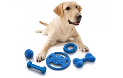 Игрушки для собак. Сайт магазина ЗооПуть - Зоомагазин