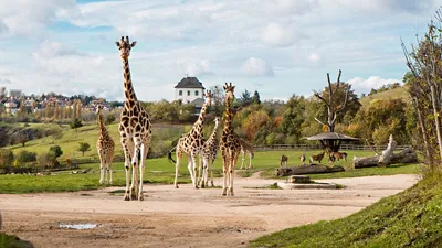 Киевский зоопарк — Википедия