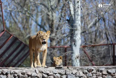 Ташкентский зоопарк объявил о повышении цен на входные билеты — Афиша  Ташкента