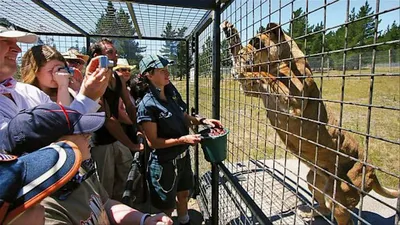 Зоопарк «Саванна» проиграл иск к мэрии Уфы о предоставлении земли — РБК