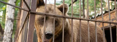 Калининградский зоопарк — Википедия
