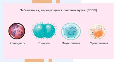 Сдать анализ на ЗППП (ИППП), анализ мазка и крови, цены в Москве в клинике  АльтраВита