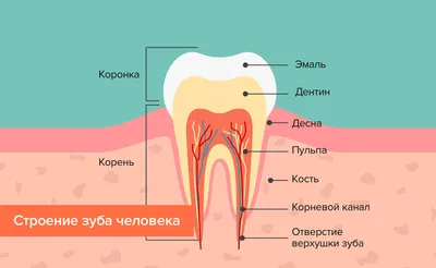 Зуб мудрости симптомы прорезывания — Что делать? И когда обратиться к  стоматологу?