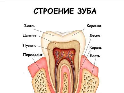 Коронка на зуб: цена в Москве на установку передней зубной коронки и  протезирование в клинике стоматологии