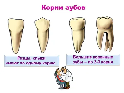 Сколько должно быть зубов у человека в челюсти: зубная нумерация в  стоматологии
