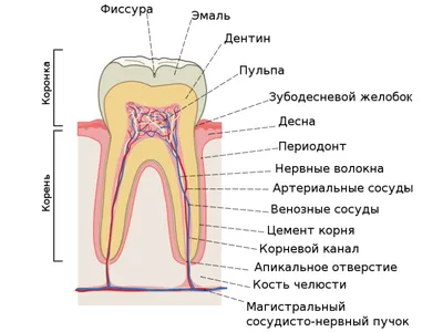 Почему болит зуб? | Есть ответ