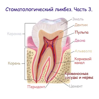 Ретинированные зубы - причины, последствия, способы лечения и показания к  удалению | НАВА