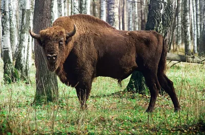 Зубр - Приокско-Террасный государственный природный биосферный заповедник