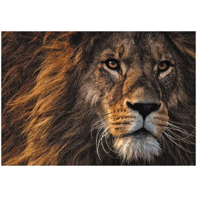 Король зверей, логотип льва, эмблема Иллюстрация вектора - иллюстрации  насчитывающей плакат, эмблема: 120865734