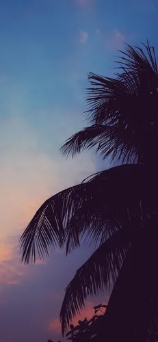 Эстетика Обои на телефон пальма и голубое небо