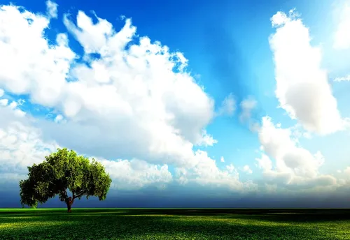 Облака Обои на телефон дерево в поле