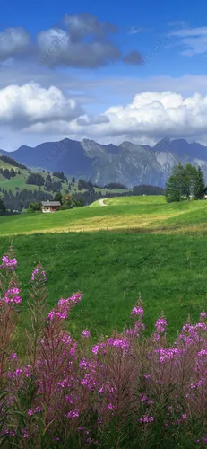 Пейзаж Обои на телефон цветочное поле с горами на заднем плане