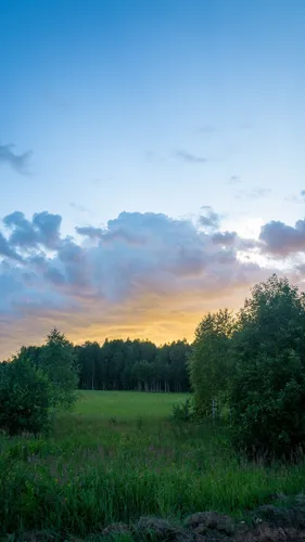 Пейзаж Обои на телефон травянистое поле с деревьями и облачным небом