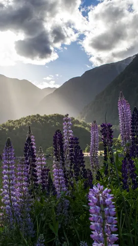 Пейзаж Обои на телефон поле фиолетовых цветов с горами на заднем плане