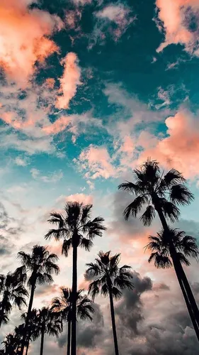 Пейзаж Обои на телефон пальмы под облачным небом