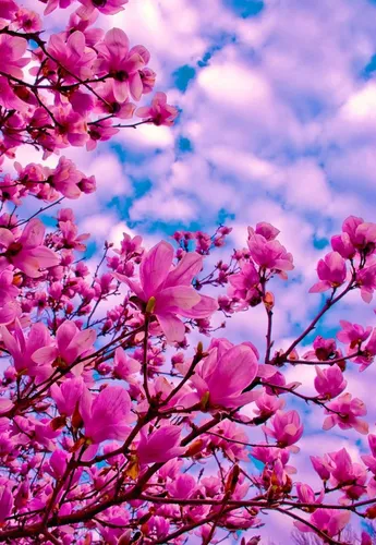 Весна Обои на телефон группа розовых цветов