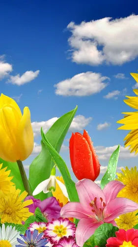 Весна Обои на телефон группа разноцветных цветов