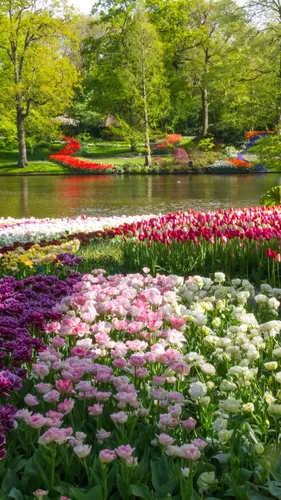 Весна Обои на телефон пруд с цветами и деревьями вокруг него с Кёкенхофом на заднем плане