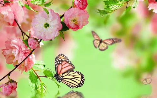 Весна Обои на телефон пара бабочек на цветке