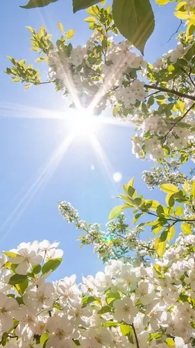 Весна Обои на телефон дерево с белыми цветами
