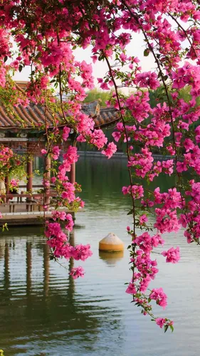 Весна Обои на телефон дерево с розовыми цветами рядом с водоемом