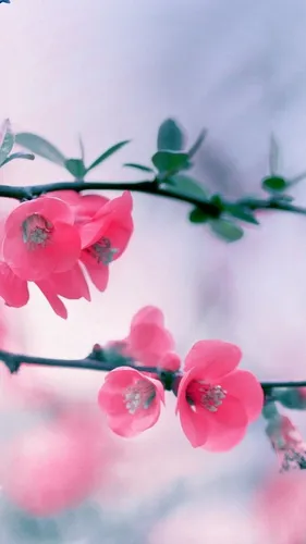Весна Обои на телефон крупным планом розовые цветы