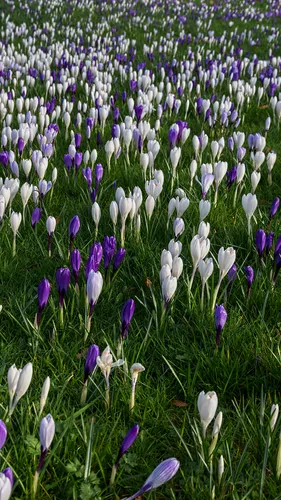 Весна Обои на телефон поле фиолетовых и белых цветов