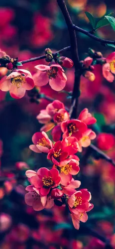 Весна Обои на телефон крупный план некоторых цветов