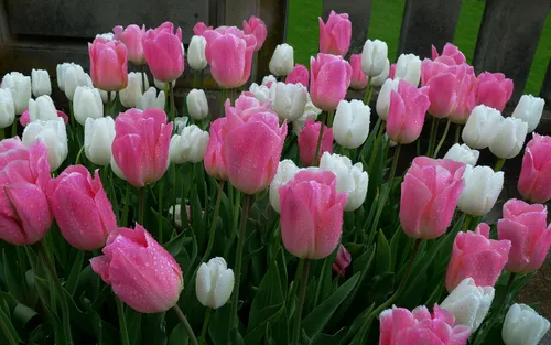 Весна Обои на телефон группа розовых и белых цветов
