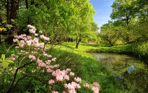Весна Обои на телефон река с розовыми цветами и деревьями