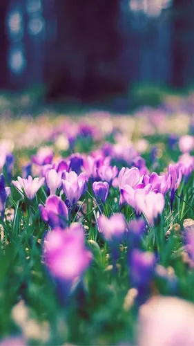 Весна Обои на телефон крупный план фиолетовых цветов