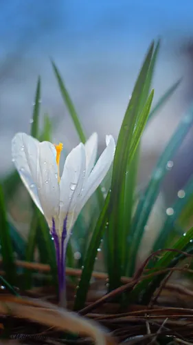 Весна Обои на телефон белый цветок с каплями воды на нем