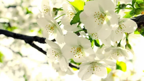 Весна Обои на телефон белые цветы крупным планом
