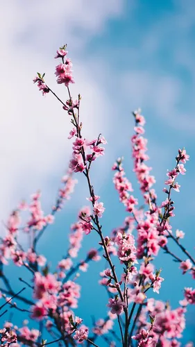 Весна Обои на телефон крупный план ветки дерева с розовыми цветами
