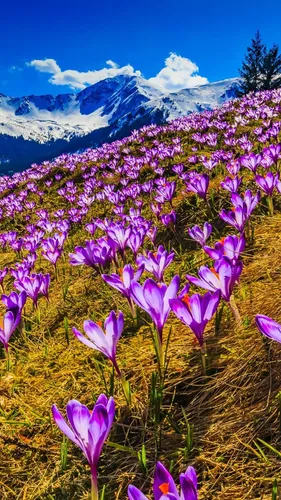 Весна Обои на телефон поле фиолетовых цветов