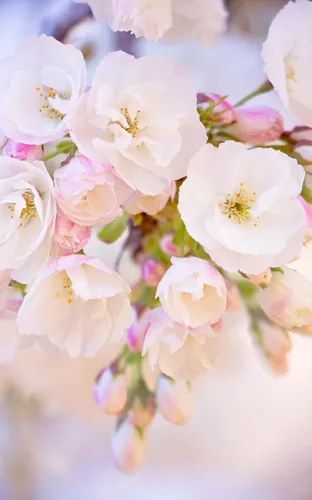 Весна Обои на телефон цветы крупным планом