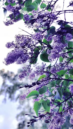 Весна Обои на телефон дерево с фиолетовыми цветами