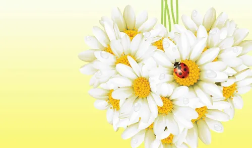 С Ромашками Обои на телефон пчела на белом цветке