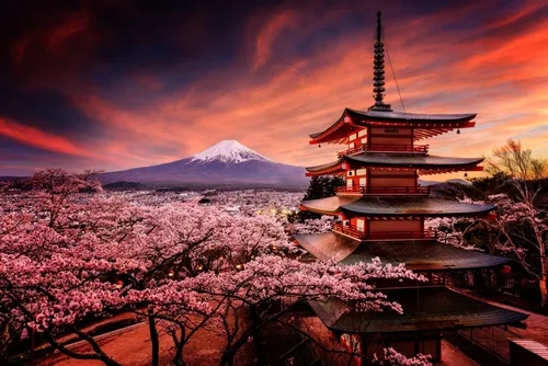 Япония Обои на телефон пагода с розовыми цветами и Киёмидзу-дэра на заднем плане