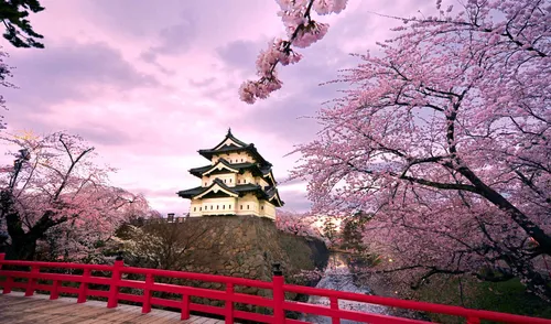 Япония Обои на телефон здание с башней и розовыми деревьями перед ней
