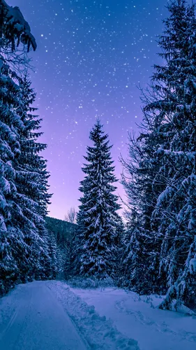 Зима Обои на телефон снежная дорога с деревьями по обе стороны