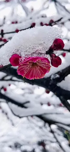 Зима Обои на телефон группа розовых цветов на ветке, покрытой снегом