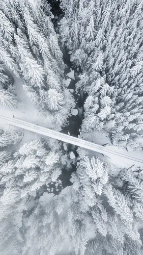 Зима Обои на телефон заснеженный лес с дорогой