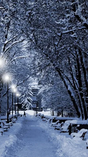 Зима Обои на телефон заснеженная улица с деревьями и зданиями